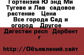 Гортензия Ю энд Ми Тугеве и Лав, садовое растение › Цена ­ 550 - Все города Сад и огород » Другое   . Дагестан респ.,Дербент г.